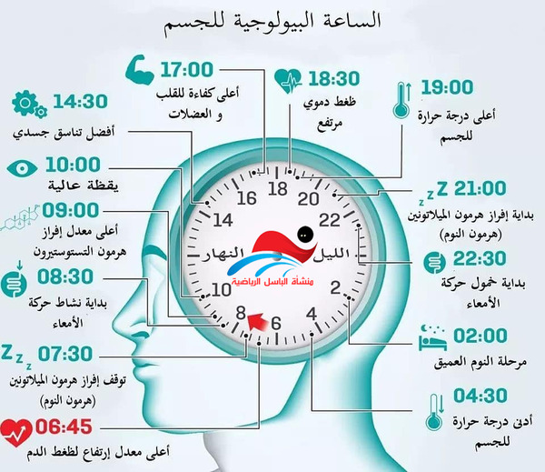 الساعة البيولوجية